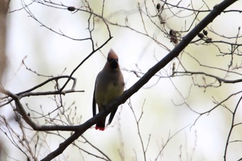 Japanese Waxwing 秋ヶ瀬公園(ピクニックの森) Tue, 3/17/2020