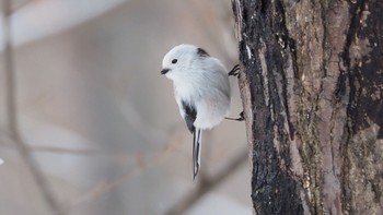 Long-tailed tit(japonicus) Asahiyama Memorial Park Thu, 4/30/2020