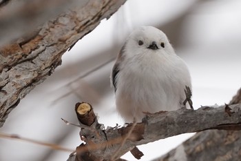 Long-tailed tit(japonicus) Makomanai Park Tue, 3/10/2020