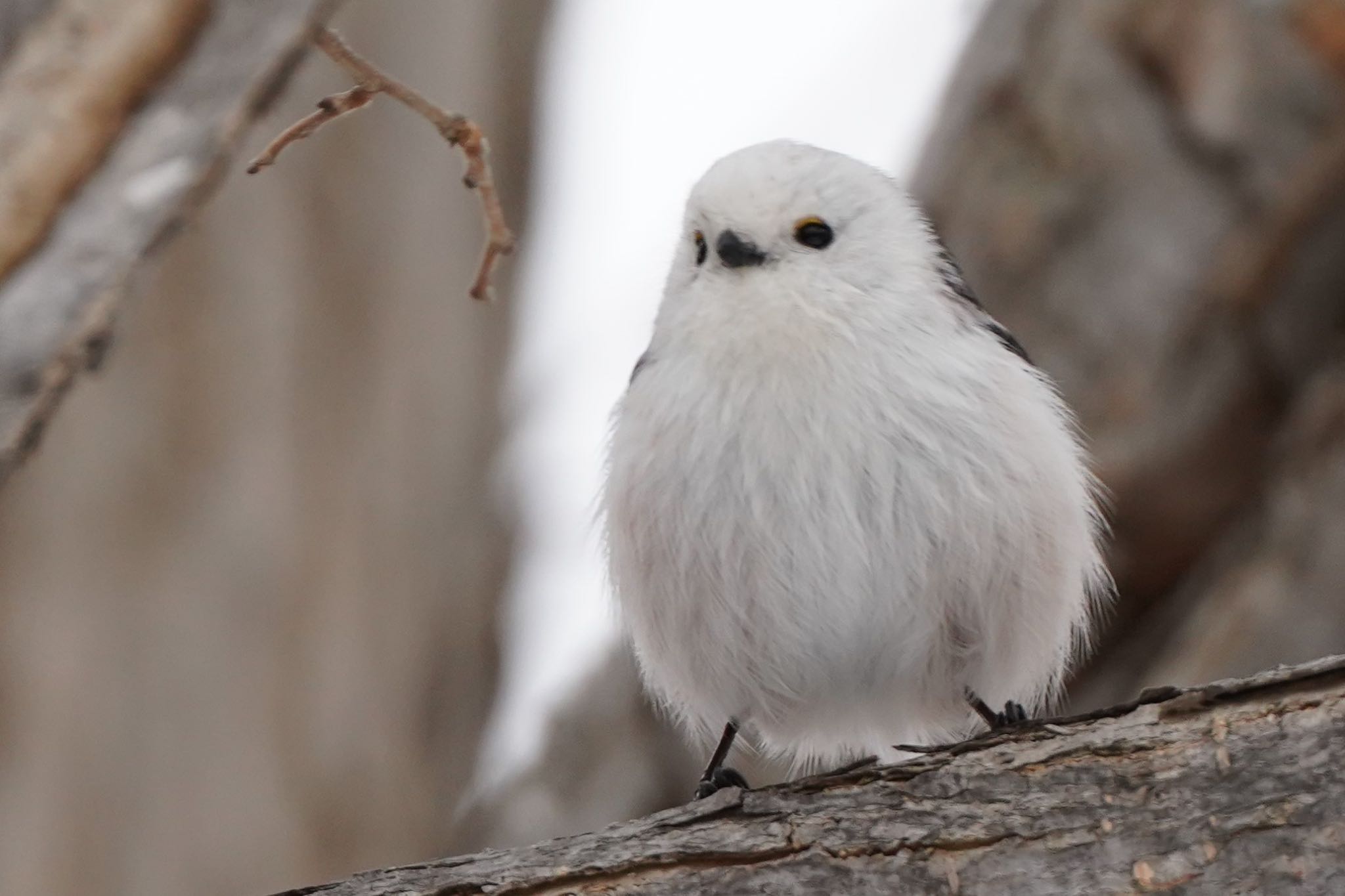 Long-tailed tit(japonicus)