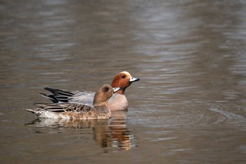 ヒドリガモ 舎人公園 2020年3月22日(日)