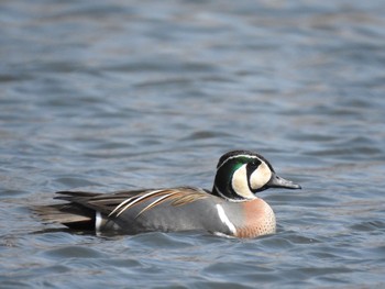 2020年3月22日(日) 見沼自然公園の野鳥観察記録