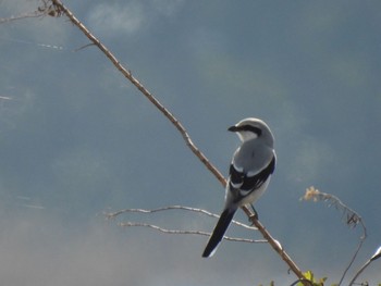 Chinese Grey Shrike 見沼 Sun, 3/22/2020