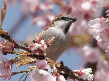 ニュウナイスズメ 鴻巣 2020年3月21日(土)