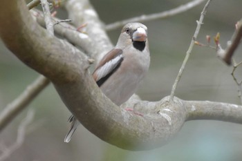 シメ 三木山森林公園 2020年3月22日(日)