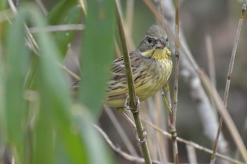 アオジ 三木山森林公園 2020年3月22日(日)