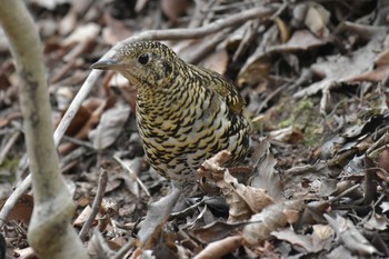 トラツグミ 三木山森林公園 2020年3月22日(日)