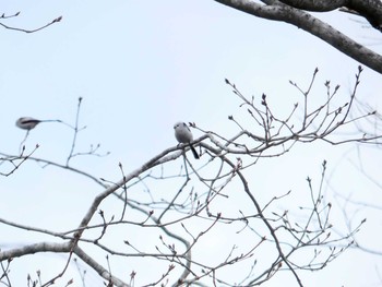 2020年3月22日(日) 千歳川(烏柵舞橋〜第四発電所付近)の野鳥観察記録