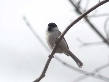 2020年3月22日(日) ウトナイ湖の野鳥観察記録