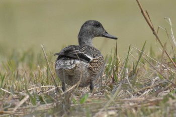 ヨシガモ 三木山森林公園 2020年3月22日(日)