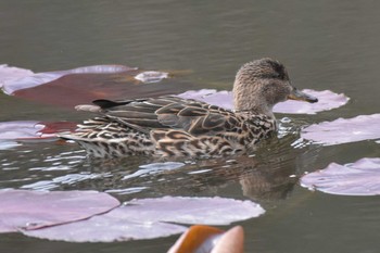 コガモ 三木山森林公園 2020年3月22日(日)