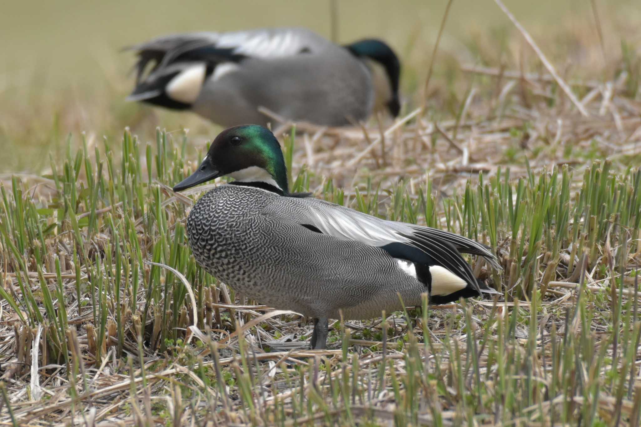 Photo of Falcated Duck at Mikiyama Forest Park by Shunsuke Hirakawa