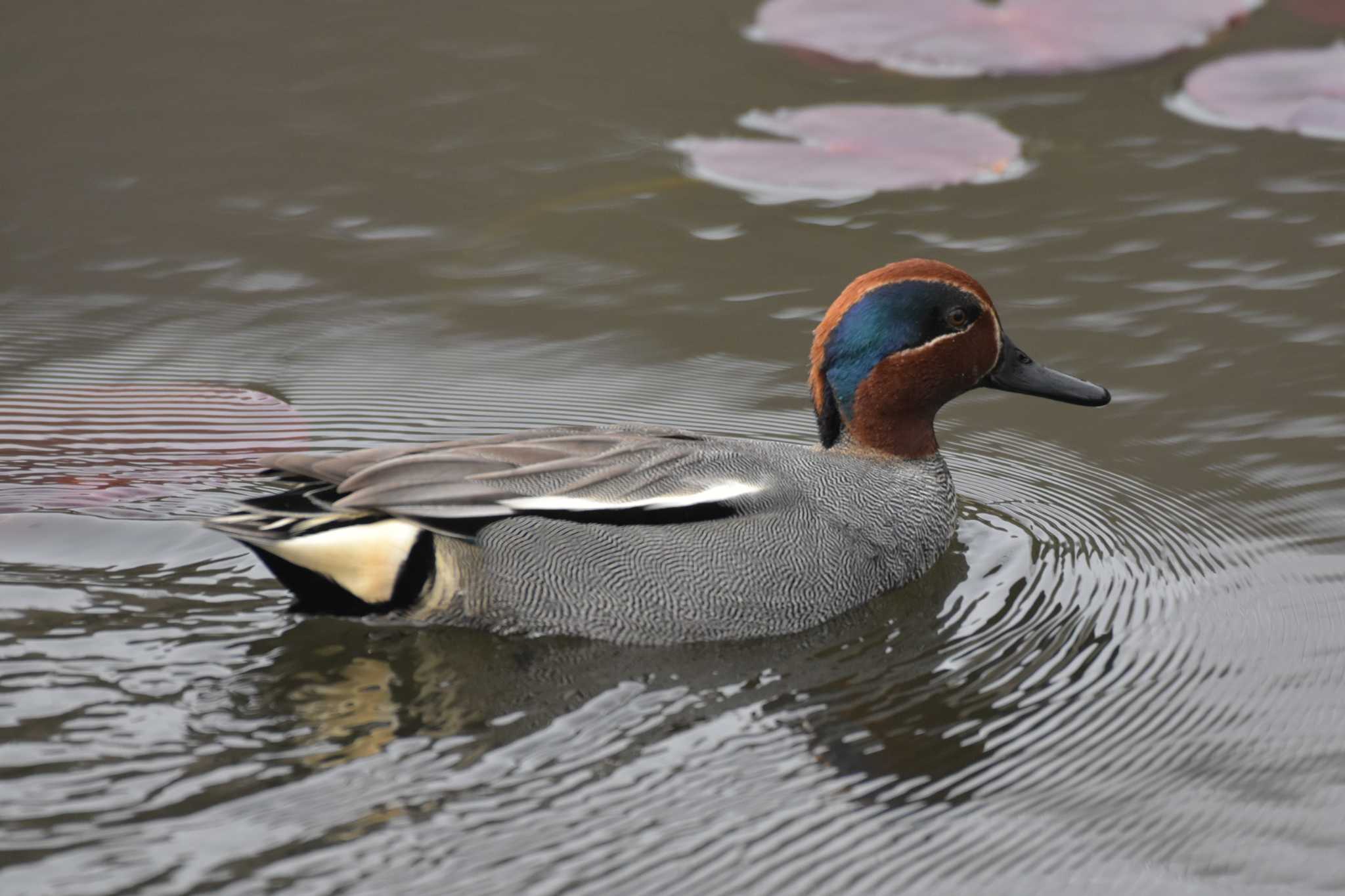 Photo of Eurasian Teal at Mikiyama Forest Park by Shunsuke Hirakawa