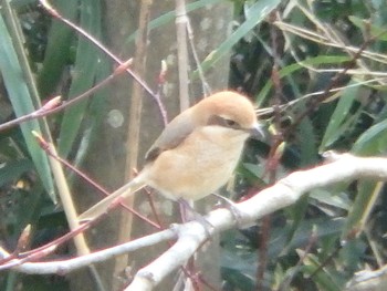 Bull-headed Shrike 寺家ふるさと村 Sun, 3/22/2020