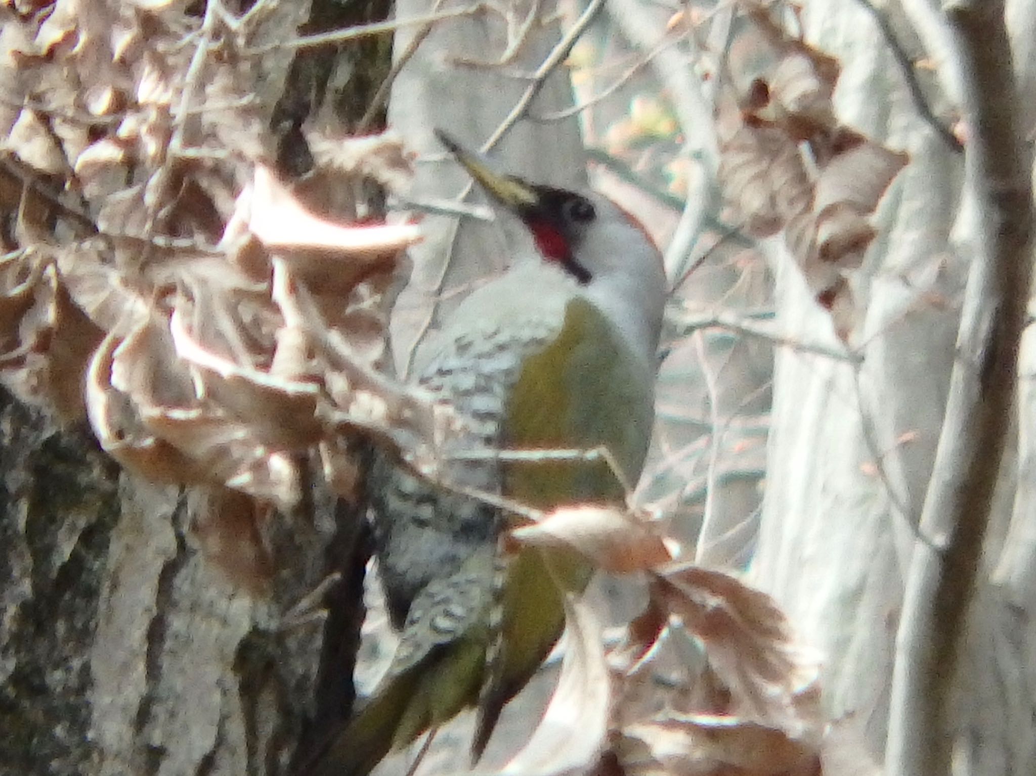 Photo of Japanese Green Woodpecker at 寺家ふるさと村 by まさ