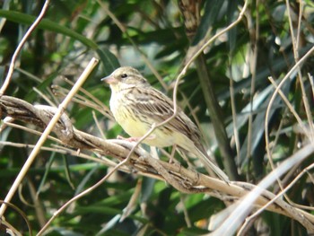 Masked Bunting 寺家ふるさと村 Sun, 3/22/2020