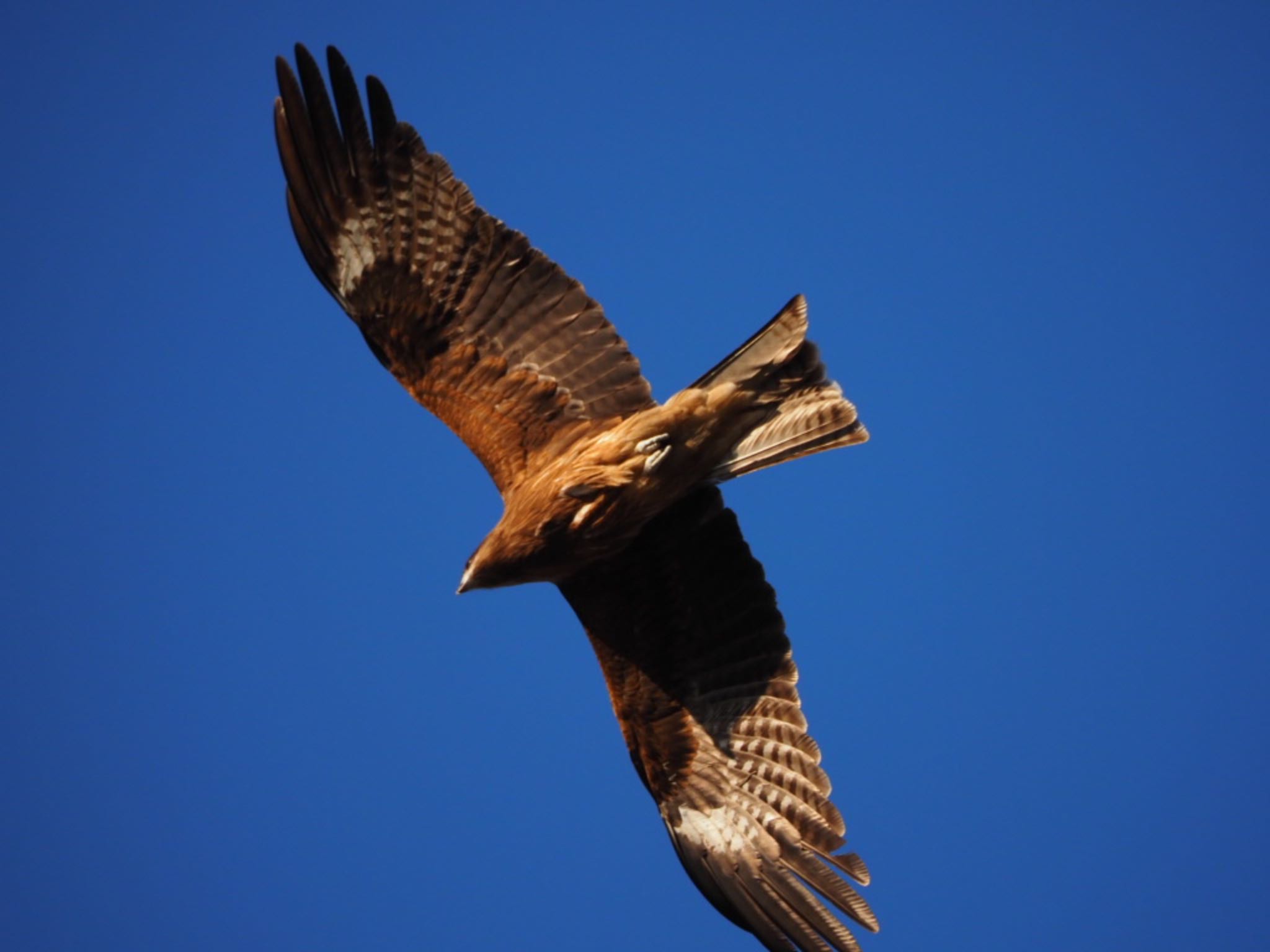 Photo of Black Kite at 仙台西公園 by Yoshiro