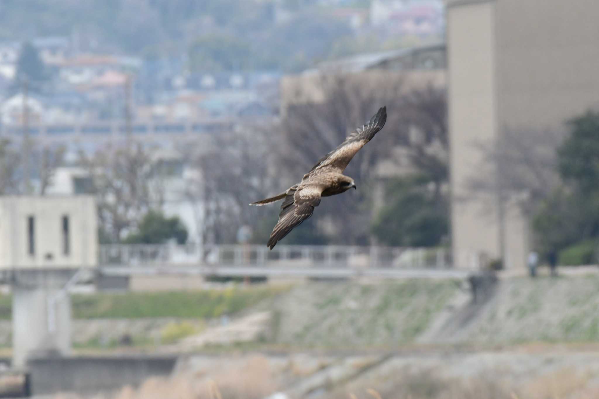 武庫川 トビの写真 by Daguchan