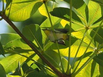 Indian White-eye Pasir Ris Park (Singapore) Sun, 3/22/2020