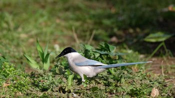 2020年3月22日(日) 東京都品川区の野鳥観察記録