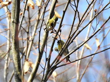 Eurasian Siskin Lake Kawaguchiko Field Center Sun, 3/22/2020