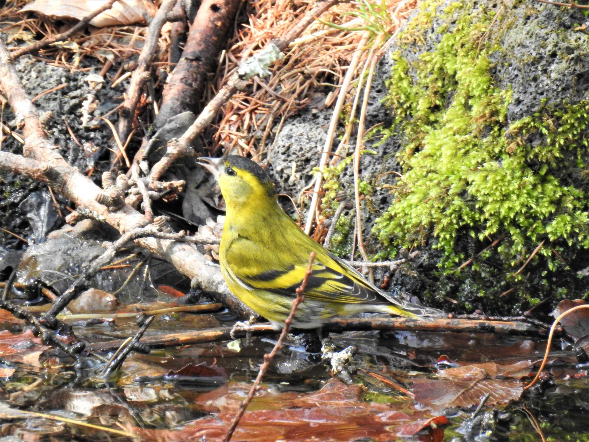 Eurasian Siskin