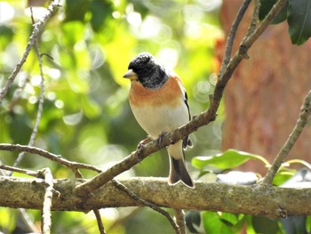 Sat, 3/21/2020 Birding report at 西湖野鳥の森公園