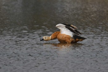 2020年3月22日(日) 静岡県の野鳥観察記録