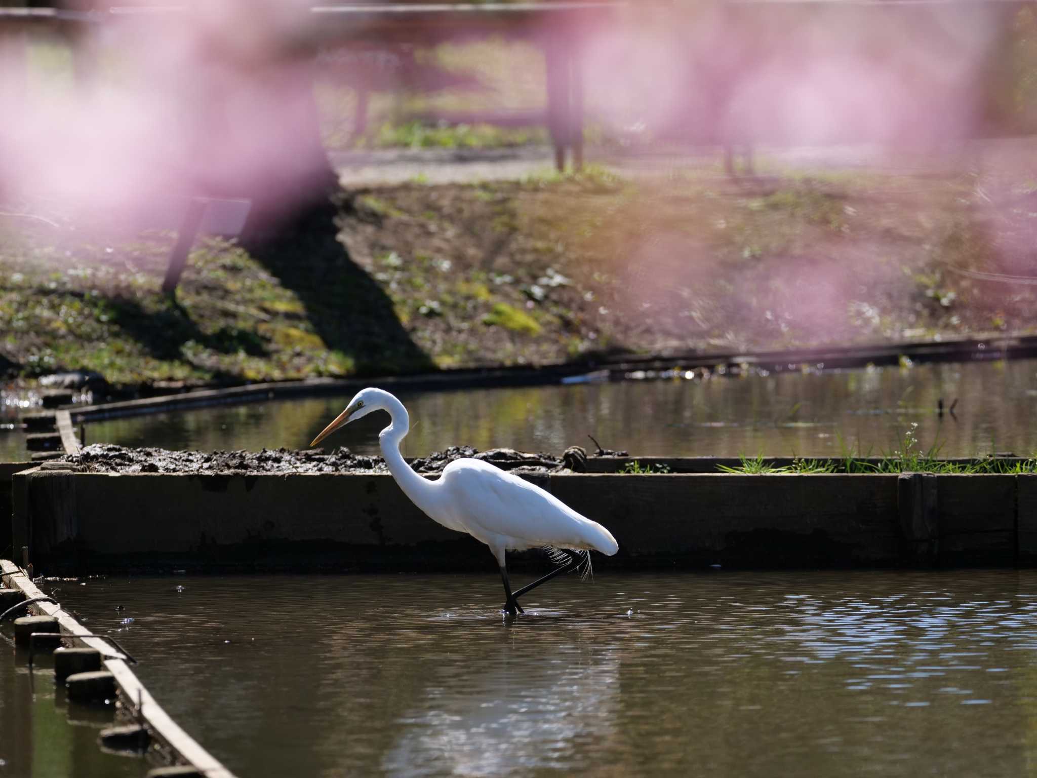 ダイサギ