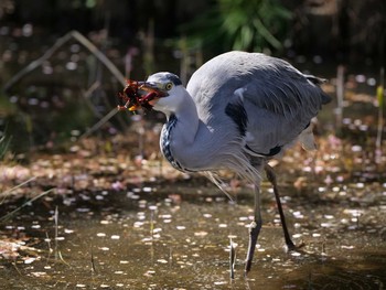 アオサギ 薬師池公園 2020年3月20日(金)