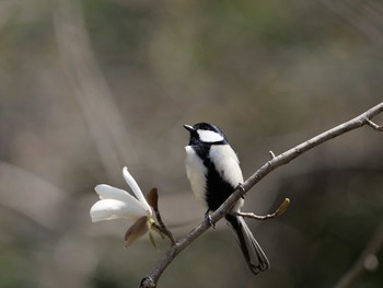 シジュウカラ 薬師池公園 2020年3月20日(金)