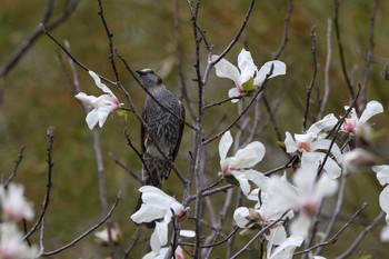 未同定 愛知県 知多半島 2020年3月22日(日)