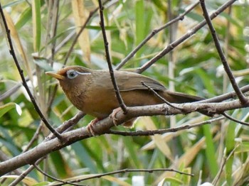 ガビチョウ 生田緑地 野鳥の森 2020年3月22日(日)