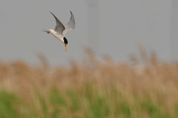 コアジサシ 多摩川河口 2015年6月28日(日)