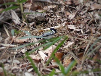 シジュウカラ 生田緑地 野鳥の森 2020年3月22日(日)