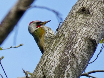 アオゲラ 生田緑地 野鳥の森 2020年3月22日(日)