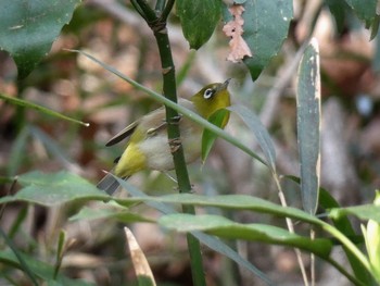 メジロ 生田緑地 野鳥の森 2020年3月22日(日)