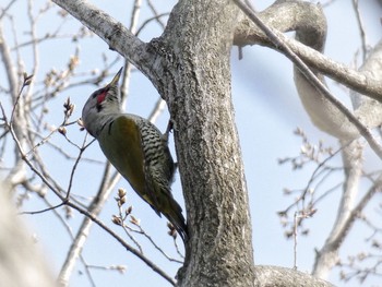 アオゲラ 生田緑地 野鳥の森 2020年3月22日(日)