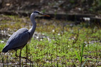 アオサギ 薬師池公園 2020年3月22日(日)