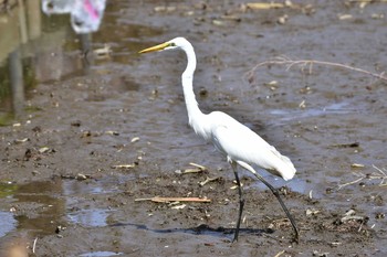 シラサギ 薬師池公園 2020年3月22日(日)