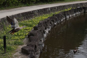 マガモ 神奈川県立相模原公園 2020年3月22日(日)