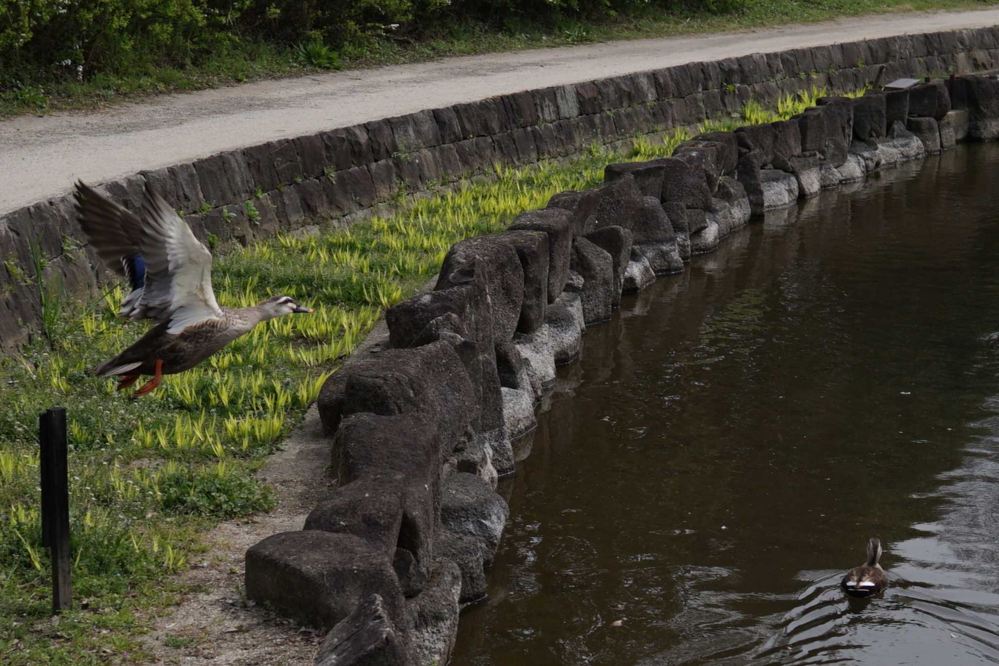 神奈川県立相模原公園 マガモの写真 by とり撮り4010