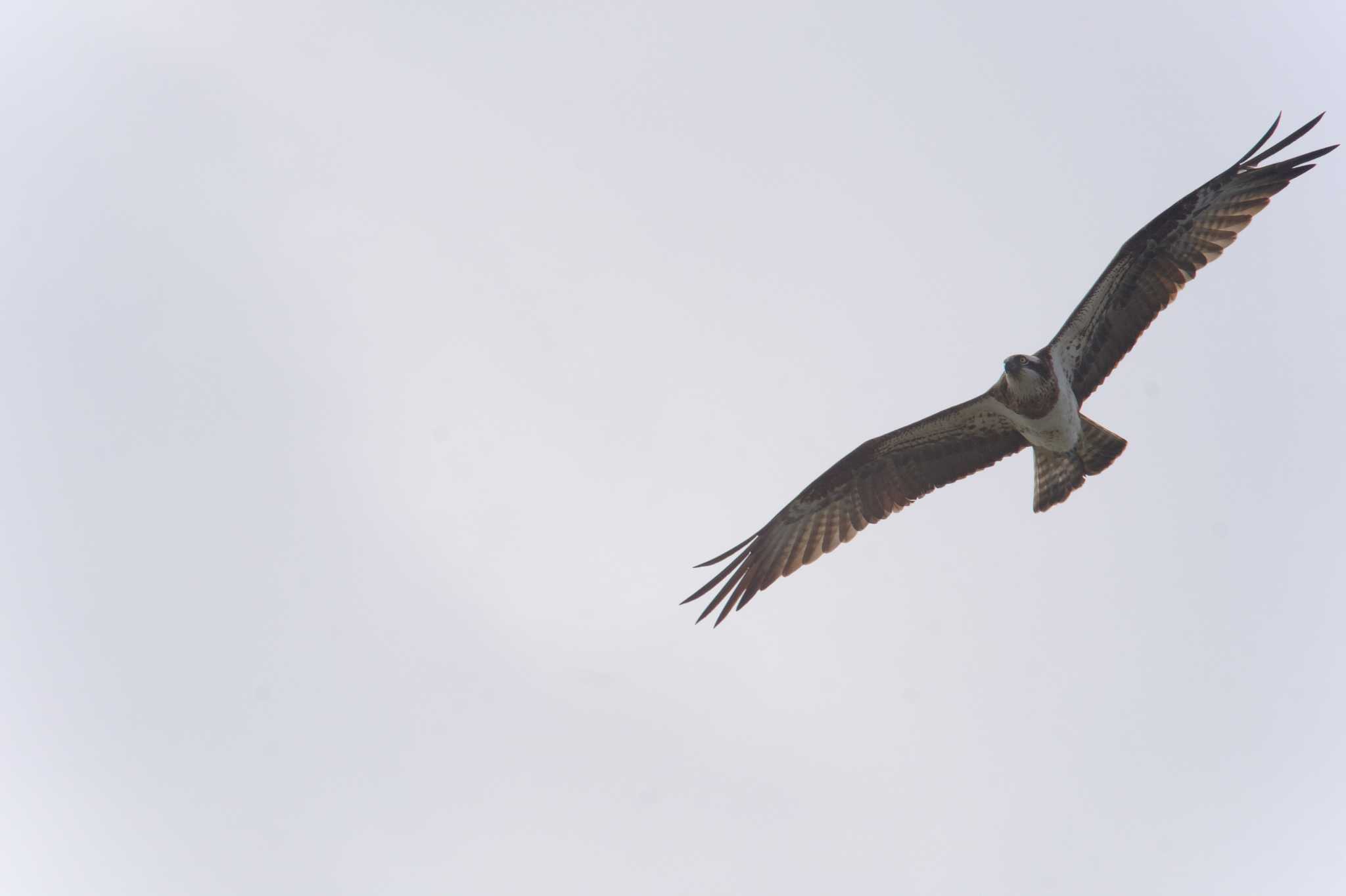 Photo of Osprey at 西宮市 by アカウント4423