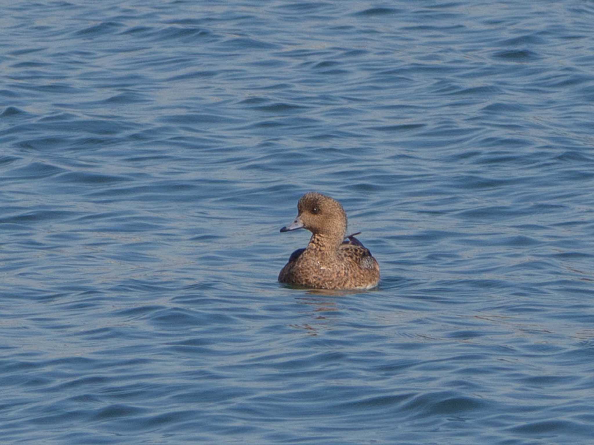 Photo of Eurasian Wigeon at 野島公園 by Tosh@Bird