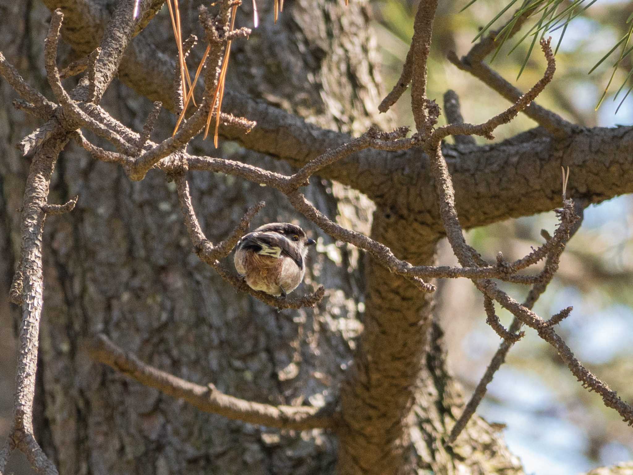 Long-tailed Tit