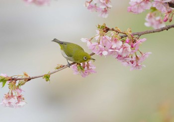 Warbling White-eye 東村山市 Fri, 3/11/2011