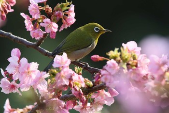 Warbling White-eye Unknown Spots Unknown Date