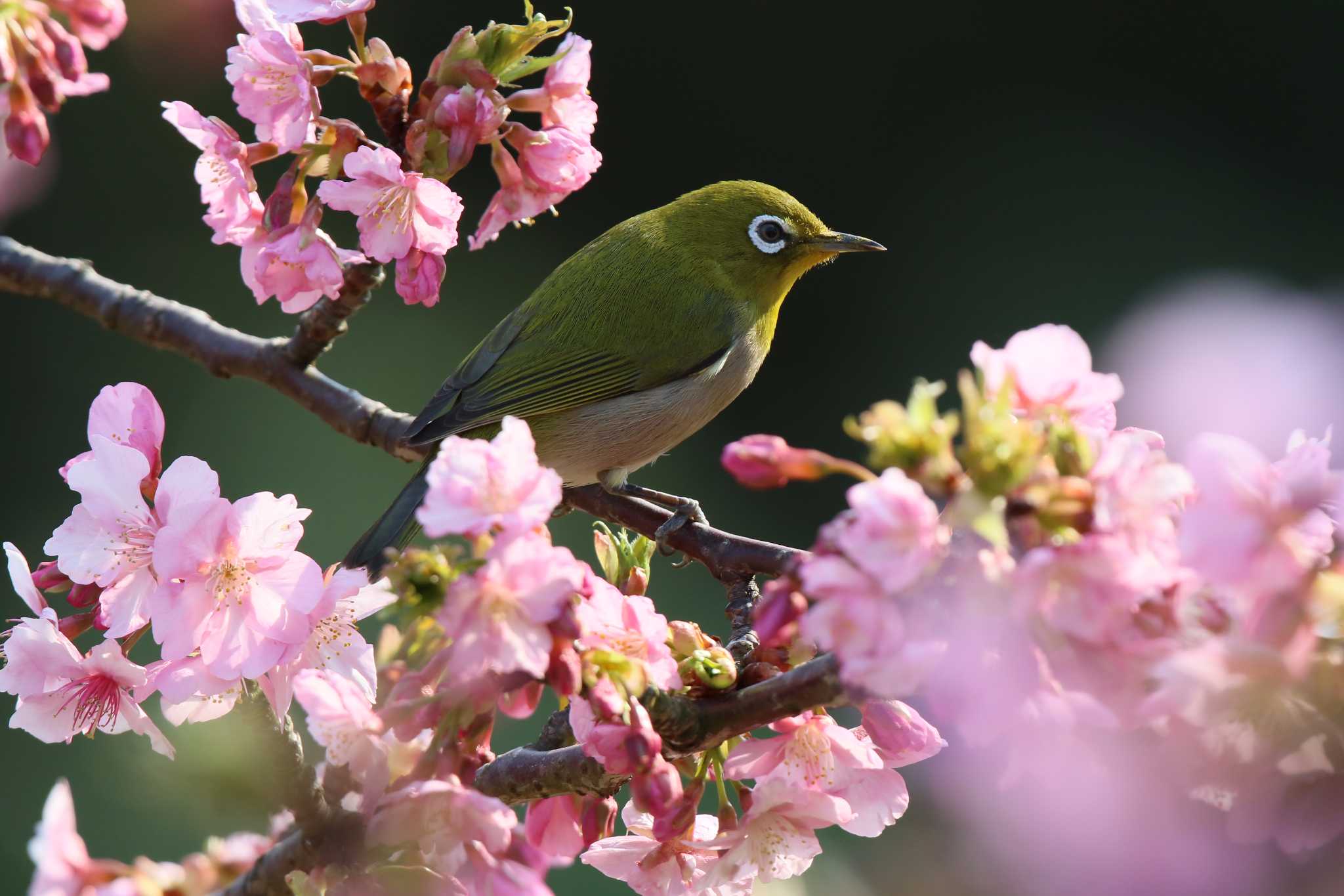 Photo of Warbling White-eye at  by R, Shimada