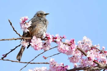 Brown-eared Bulbul 身延山周辺 Sun, 3/22/2020