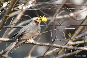 Brown-eared Bulbul 身延山周辺 Sun, 3/22/2020